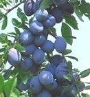 Plums from High Acres Fruit Farm - Hartford Michigan